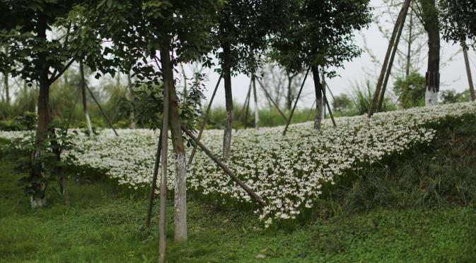 Sebuah pemandangan yang kaya akan bunga menjadi keindahan yang ditawarkan di salah satu sisi Desa Cheng Du, China (Liputan6.com/Isna Setyanova)