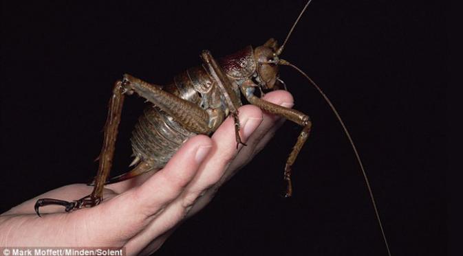 Weta raksasa berukuran tiga kali lipat tikus. (foto: Mark Moffett)