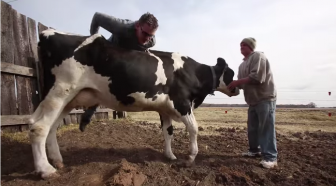 Turut memerah susu sapi untuk membuat mentega dan keju sendiri. (foto: How To Make everything TV)