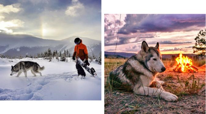 Loki dan Kelly bermain ski saat musim dingin, dan menelusuri hutan saat cuaca hangat. (foto: Instagram.com/Loki_the_wolfdog)