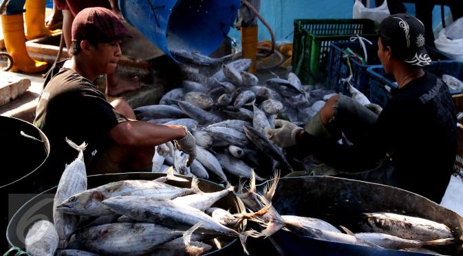 Aktivitas bongkar muat ikan di Pelabuhan Muara Baru, Jakarta, Selasa (22/9/2015). Nelayan mengeluh mahalnya BBM dan Peraturan Menteri No. 2/2015 tentang larangan penggunaan pukat hela dan pukat tarik membuat nelayan merugi. (Liputan6.com/Angga Yuniar) 