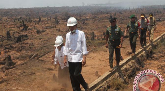 Jokowi didampingi Menteri LHK Siti Nurbaya, Panglima TNI, dan sejumlah pejabat setempat mengecek lokasi bekas kebakaran lahan di Desa Guntung Damar, Banjarbaru, Kalsel, Rabu (23/9/2015). (ANTARA FOTO/Herry Murdy Hermawan)